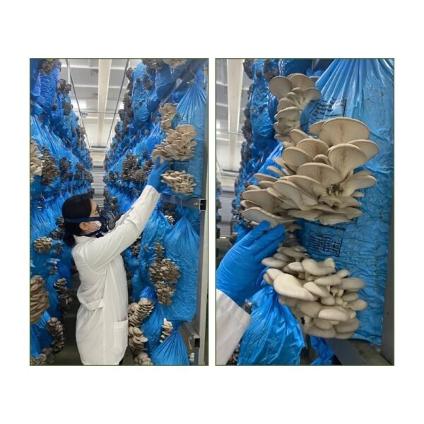 İstiridye Mantarı 500 gr - Görsel 2