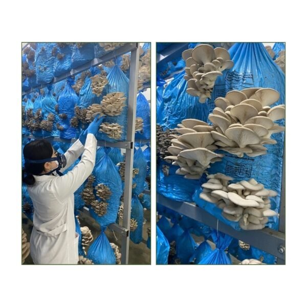 İstiridye Mantarı 500 gr - Görsel 3