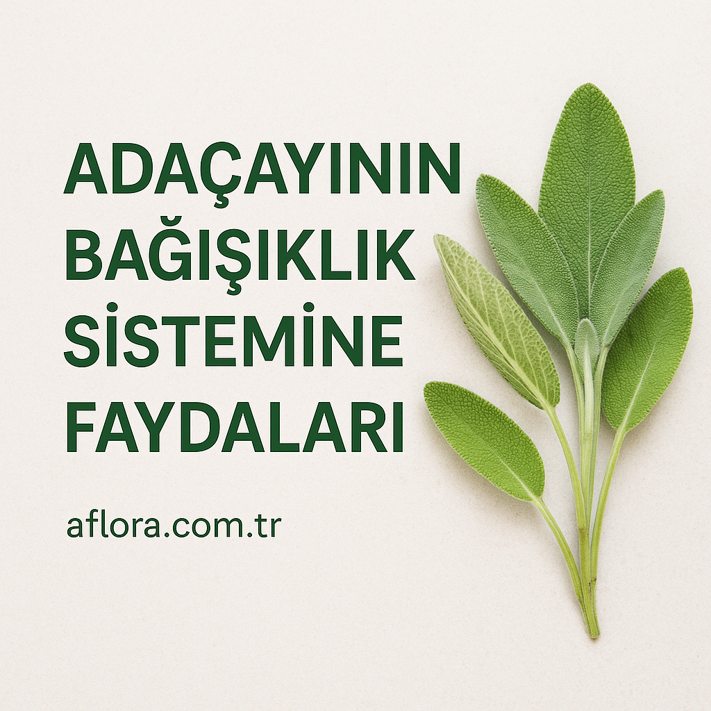 “Adaçayı yaprakları ve bağışıklık sistemi üzerindeki faydalarını vurgulayan görsel - AFLORA, aflora.com.tr”